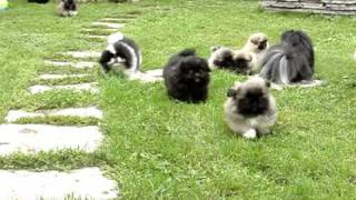 Pekingese puppies in the garden [upl. by Eyahc]