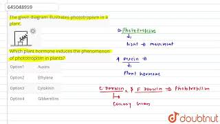 The given diagram illustrates phototropism in a plant Which plant hormone induces the phenomeno [upl. by Ailam]