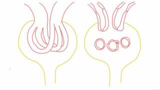 Mesangial cells  anatomy and function [upl. by Nainatrad]