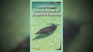 SeaWorlds Sexual Abuse of Dolphins Exposed [upl. by Ravid]