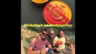 Surströmming  Wie schlimm schmeckt der schwedische Dosenfisch wirklich [upl. by Ajnin538]