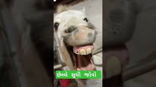 છેલ્લે સુધી જોવો trendingshorts tumkokyalagtathanahilotenge comedyvideos pleasedontstopthemusic [upl. by Zoilla]