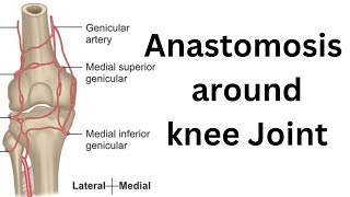 Anastomosis around knee joint [upl. by Marissa212]