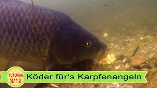 Köder fürs Karpfenangeln [upl. by Wade813]