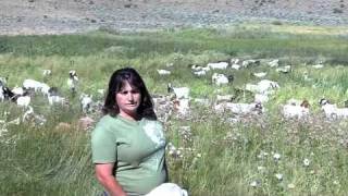 Nevada Goats  Noxious Weed Control [upl. by Miner]