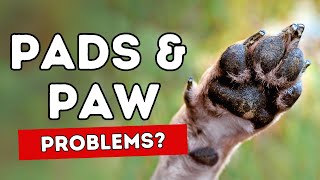 Pad Cracks and Paw Problems 5 Home Remedies [upl. by Notled]