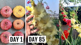 How to Plant Grow n Care for Gladiolus Bulbs or Corms The Complete Guide [upl. by Etteloiv206]