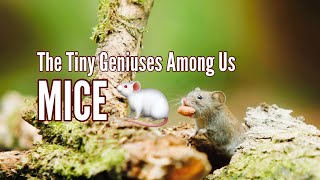 Did YOU Know MICE Can SING  MICE Have Emotions Discover Hidden MOUSE Facts [upl. by Lyrehc341]