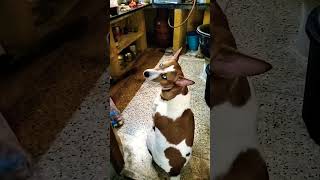 newsong song love dog animalsong subscribe cute dogsong [upl. by Brinson]