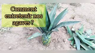 Comment entretenir nos agaves [upl. by Hnilym]