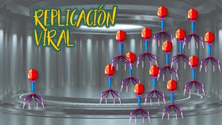 Tipos de Replicación Viral [upl. by Cressi324]