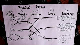 Brachial Plexus Easiest way to remember [upl. by Ahseet710]