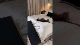 Dog Rolling on Bed Falls Off Hilariously  1427204 [upl. by Aveer]