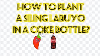 How to plant Siling labuyo in a coke bottle  TLE Grade 8  Planting [upl. by Siramed348]