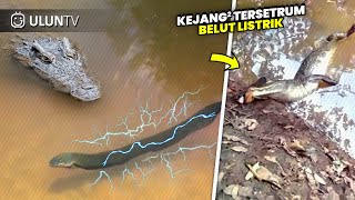 Salah Pilih Mangsa Detikdetik Buaya Mati kejangkejang Setelah Mengigit Belut Listrik [upl. by Prissy]