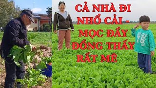 CẢ NHÀ ĐI NHỔ CẢI MỌC ĐẦY CÁNH ĐỒNG THẤY RẤT MÊ TẠI Ý Nhung Le  Cuộc Sống Châu Âu [upl. by Ransell]