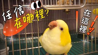 任信在哪裡在這裡和尚鸚鵡任信好聰明喔 Wheres Renshin I am here Renshin the monk parrot is so smart [upl. by Hars]