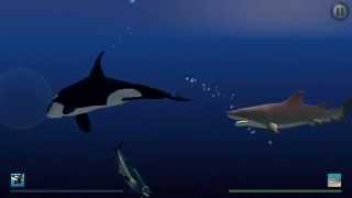 quotI Am Dolphinquot iOS Gameplay Video  Zoey vs Tiger Shark [upl. by Mathews]