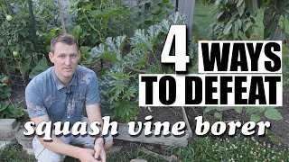 4 steps to defeating the dreaded squash vine borer [upl. by Nytsud]