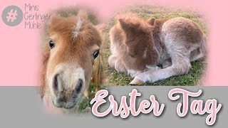 Der erste Tag im Leben unseres Minishetland PonyFohlens 🍼 Miniature horse [upl. by Nored]