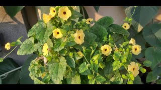 How to Grow Black Eyed Susan Flower Vine Thunbergia  Collecting Black Eyed Susan Vine Seeds [upl. by Nnylacissej]