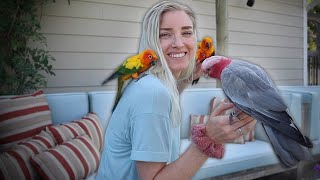 My Advice to NEW Parrot Owners [upl. by Krissie]