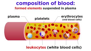 The Composition and Function of Blood [upl. by Platas992]