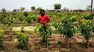 Mango Plantation By Israel Technique Ultra High Density Plantationइजराइल तकनीक द्वारा आम की खेती [upl. by Letnuahc]