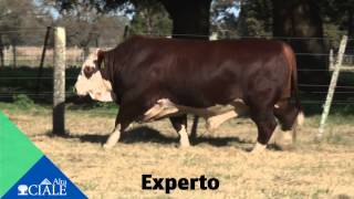 CIALE Alta Toro Experto  Braford [upl. by Eirrehs]