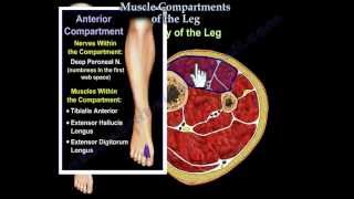 Muscle Compartments Of The Leg  Everything You Need To Know  Dr Nabil Ebraheim [upl. by Ylagam]