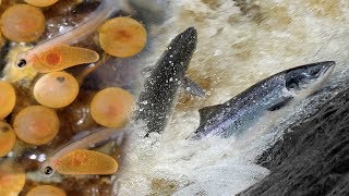 Atlantic Salmon International Research Station on the River Bush Northern Ireland [upl. by Acila890]