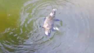 Platypus Swimming the only mammals that lay eggs [upl. by Marpet]