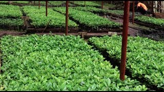 Coffee production and Fertilizer Use  NUCAFE amp UTZ Certified [upl. by Oinotla]