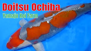 Doitsu Ochiba Yamaju Koi Farm [upl. by Willmert647]