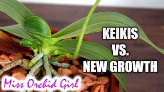 Orchid keiki Vs new growth [upl. by O'Kelly]