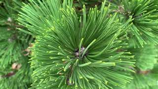 Pinus leucodermis heldreichii Banderica Dwarf Bosnian Pine January 31 2020 [upl. by Aicenat]