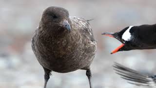 The Skua Antarctica [upl. by Rooney]