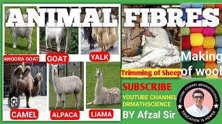 science scienceandtechnology animals fibres details study about wool [upl. by Zizaludba]