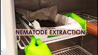 NEMATODE EXTRACTION TRAY METHOD [upl. by Atteyek]