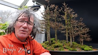 Pruning My Larch Forest Part 1 The Bonsai Zone March 2024 [upl. by Adallard745]