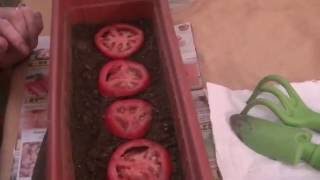 Como germinar semillas de tomate [upl. by Acacia]