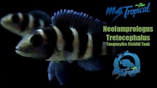 Neolamprologus Tretocephalus  Tanganyika Cichlid Tank [upl. by Yahiya276]