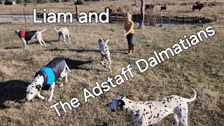 Liams Dalmatian Dream Playing with the Adstaff Pack [upl. by Aisad]