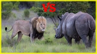 Lion vs Rhino Real Fighting [upl. by Chute]