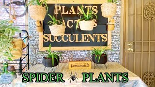 Why you need to add Spider Plants as house plants  from Spiderette’s to full grown Spider Plants [upl. by Cynthia12]