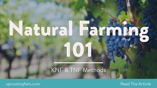 Korean Natural Farming KNF 101  How To Get Start Started [upl. by Pence]