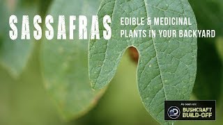 Sassafras Edible and Medicinal Plants in Your Backyard [upl. by Kcirtap258]