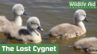 Stranded cygnet washed away down a weir [upl. by Atirat]