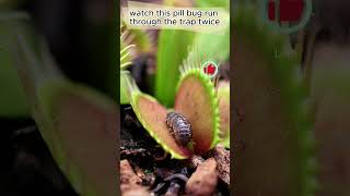 Venus Fly Trap Closing On Its Prey  How Does It Know When To Shut [upl. by Romanas]