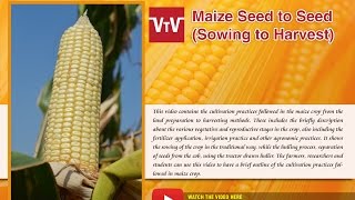 maize seed to seed sowing to harvest [upl. by Clotilde969]